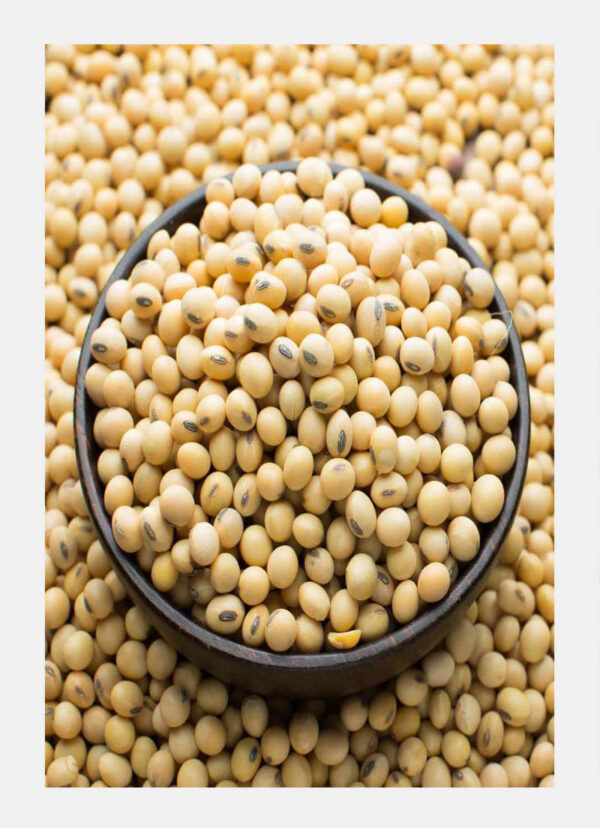 g4 Premium Soya Beans – High-Quality Soybeans for Wholesale & Export Supply